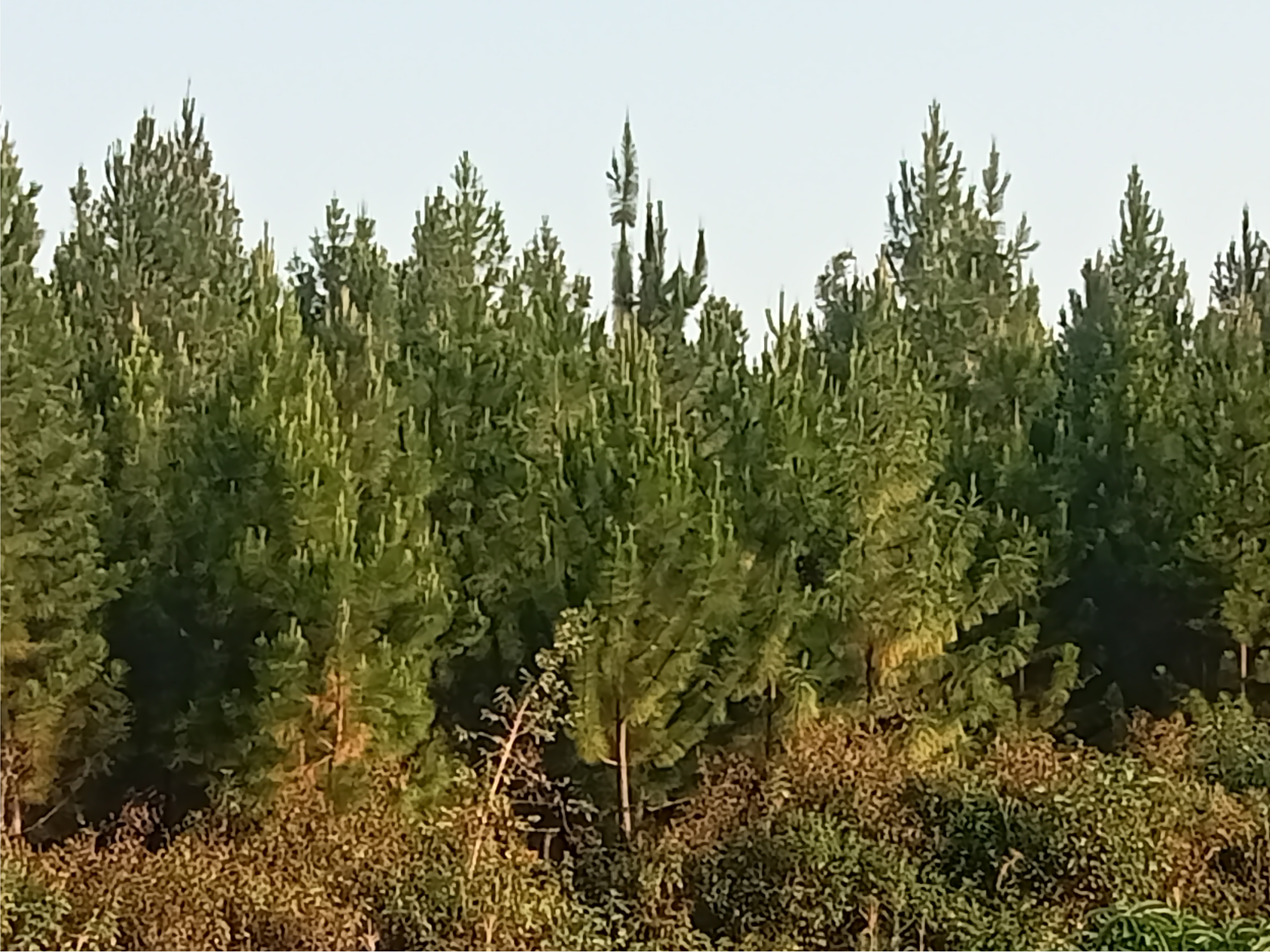 environment